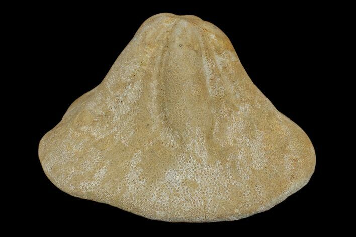 Miocene Fossil Echinoid (Clypeaster) - Taza, Morocco #174365